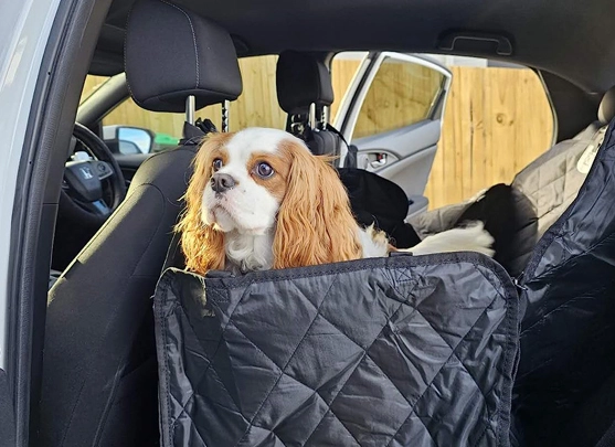 Why do you need OEMCOVER pet covers?